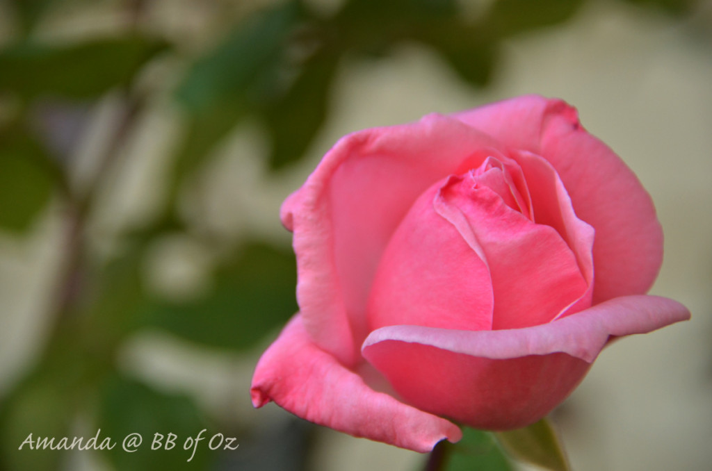 rose_6576
