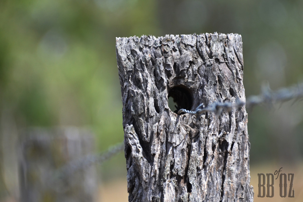 fence_8348